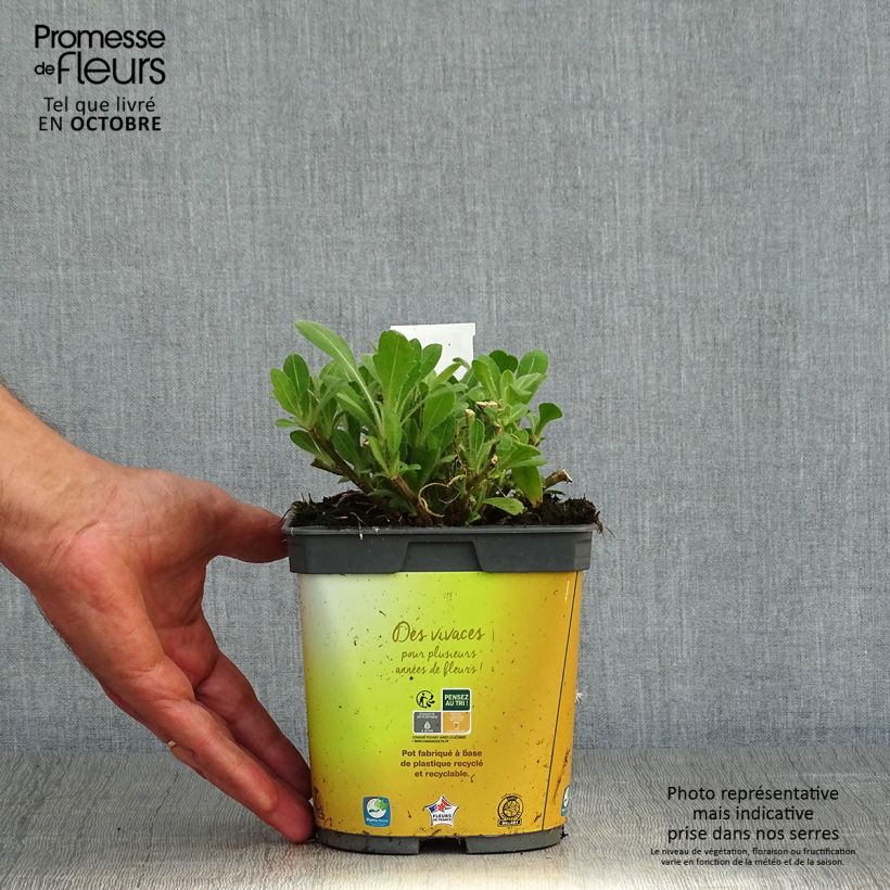 Amostra de Gailárdia aristata Mesa Bright Bicolor Vaso de 2 L/3 L tal como entregue no outono