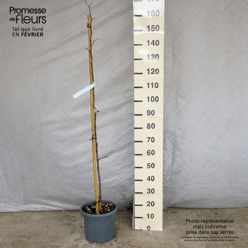 Amostra de Gainier du Canada - Cercis canadensis Cascading Hearts Vaso de 7,5 L/10 L tal como entregue no inverno