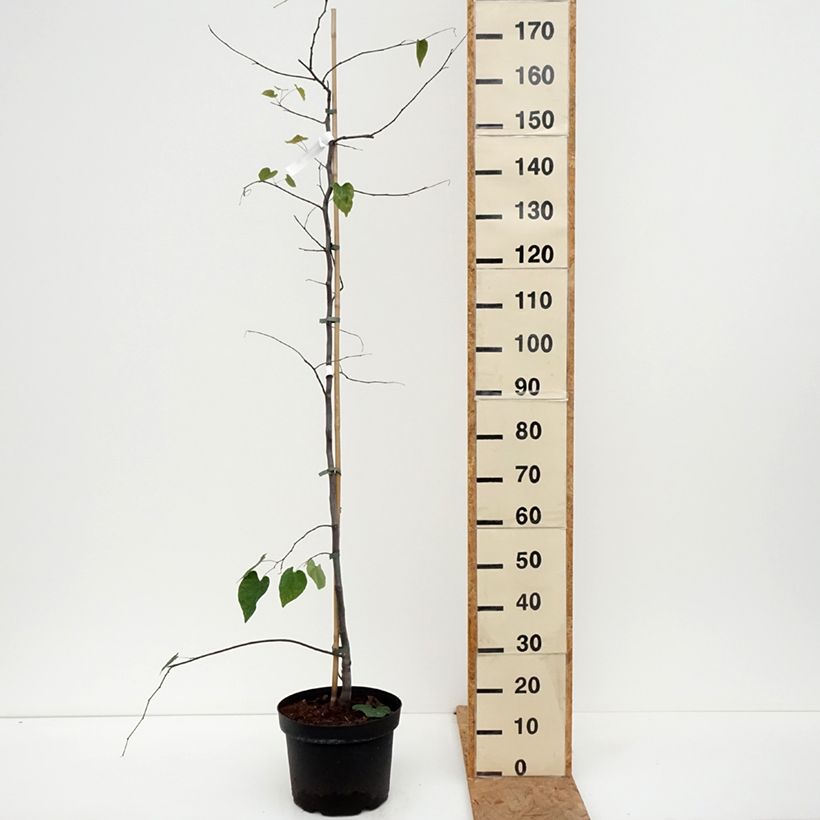 Amostra de Cercis canadensis Cascading Hearts Vaso de 7,5 L/10 L tal como entregue no outono