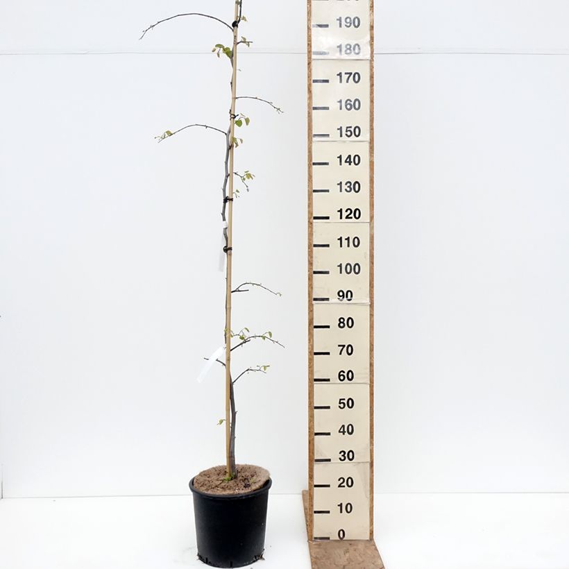 Amostra de Cercis canadensis Cascading Hearts Vaso de 7,5 L/10 L tal como entregue na primavera