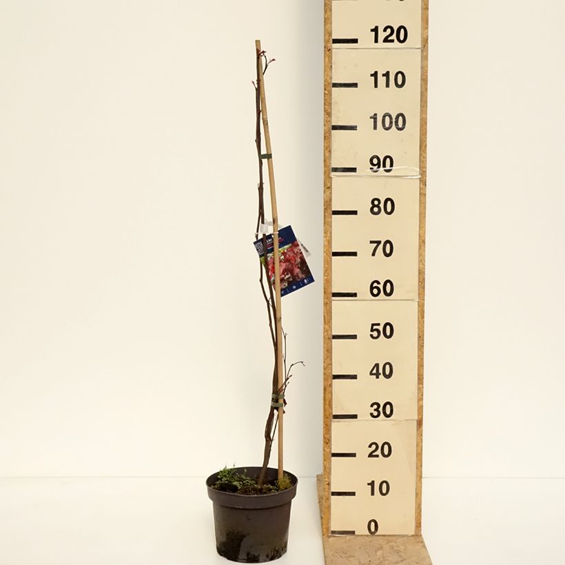 Amostra de Cercis canadensis Red Force Vaso de 7,5 L/10 L tal como entregue na primavera