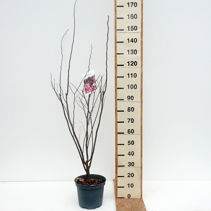 Amostra de Cercis canadensis Red Force Vaso de 7,5 L/10 L tal como entregue no outono