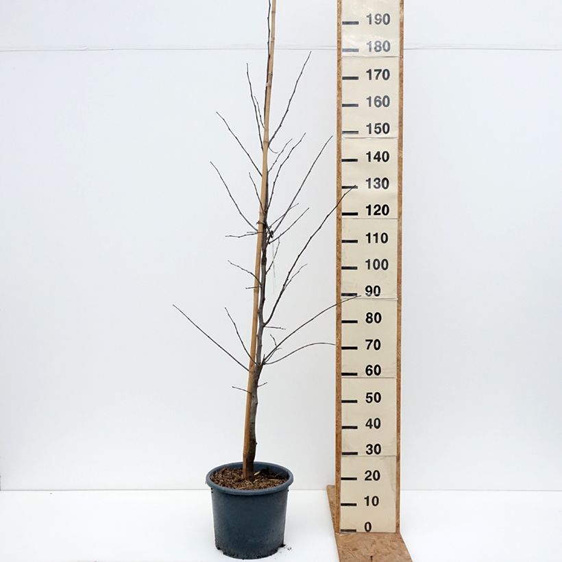 Amostra de Cercis canadensis Royal White Vaso de 12 L/15 L tal como entregue no outono