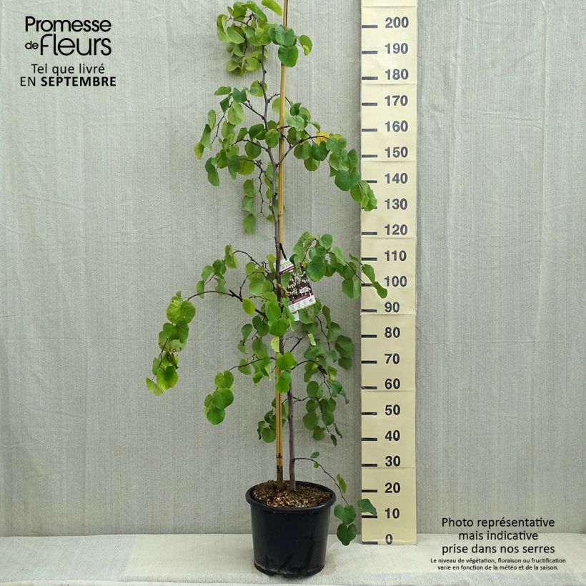 Amostra de Cercis canadensis Royal White Vaso de 12 L/15 L tal como entregue no verão