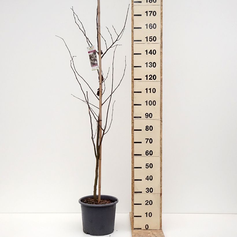 Amostra de Gainier du Canada - Cercis canadensis Royal White Vaso de 12 L/15 L tal como entregue no inverno