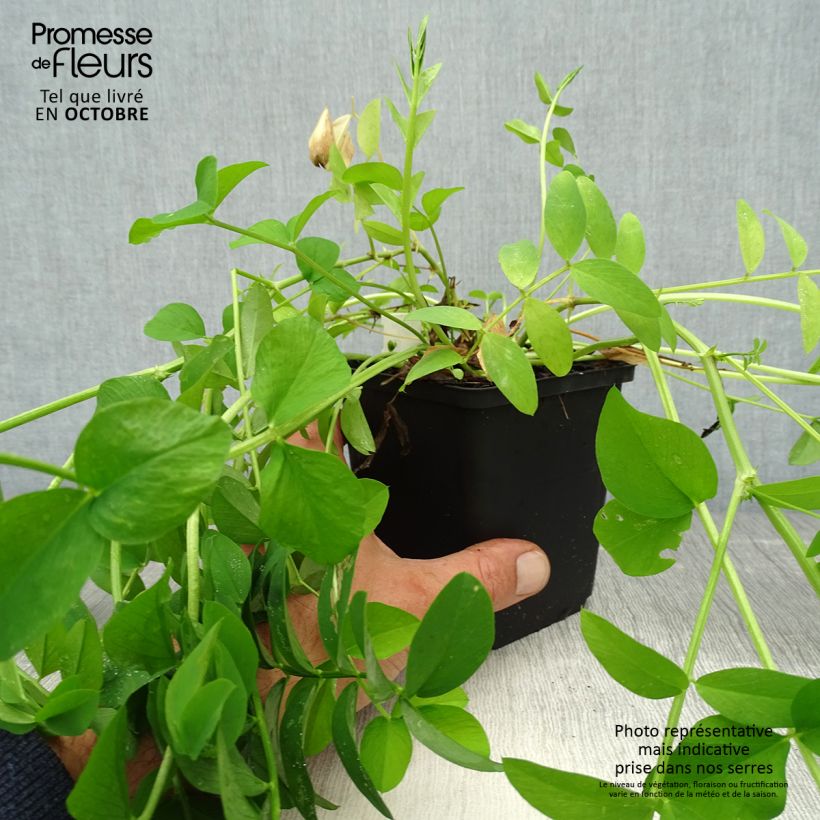 Amostra de Galega officinalis Vaso de 8/9 cm tal como entregue no outono