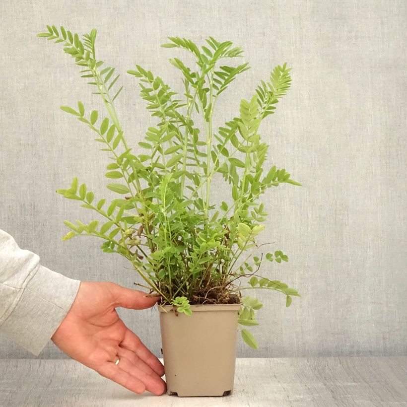 Amostra de Galega officinalis Vaso de 8/9 cm tal como entregue no verão