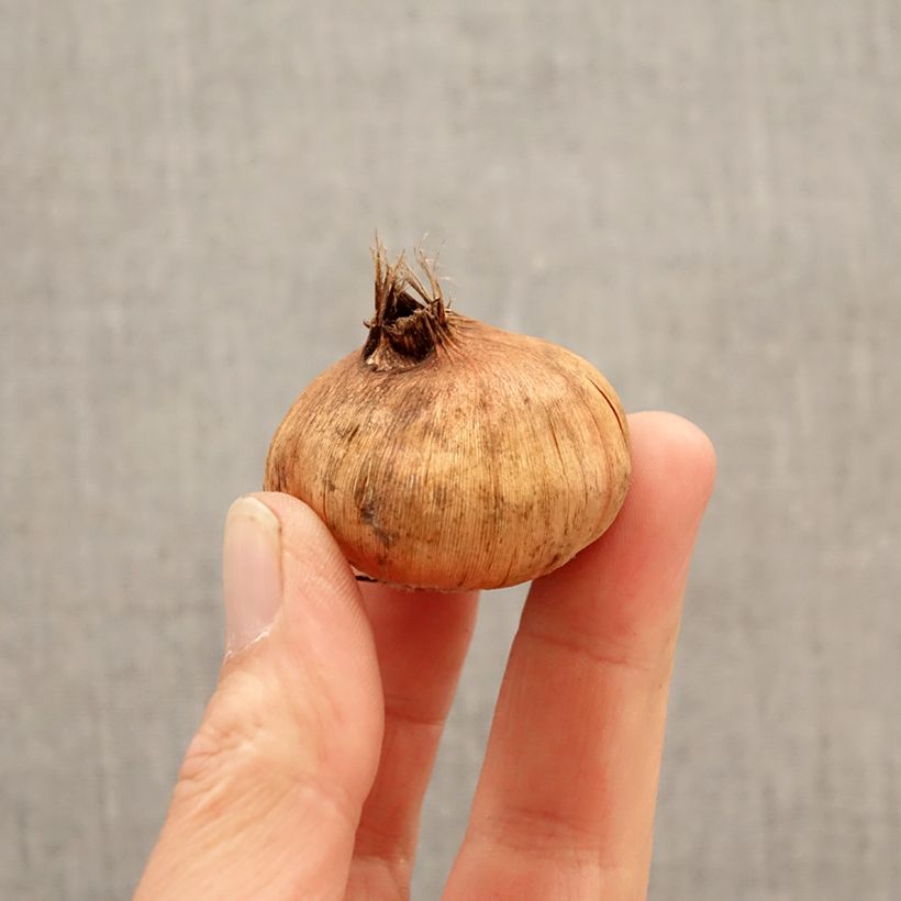 Amostra de Gladíolo Tricolore Bulbo Calibre 12/14 tal como entregue na primavera