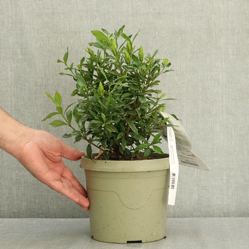Amostra de Gardénia hybride Fool Proof - Jasmim-do-cabo Vaso de 3 L/4 L tal como entregue no verão