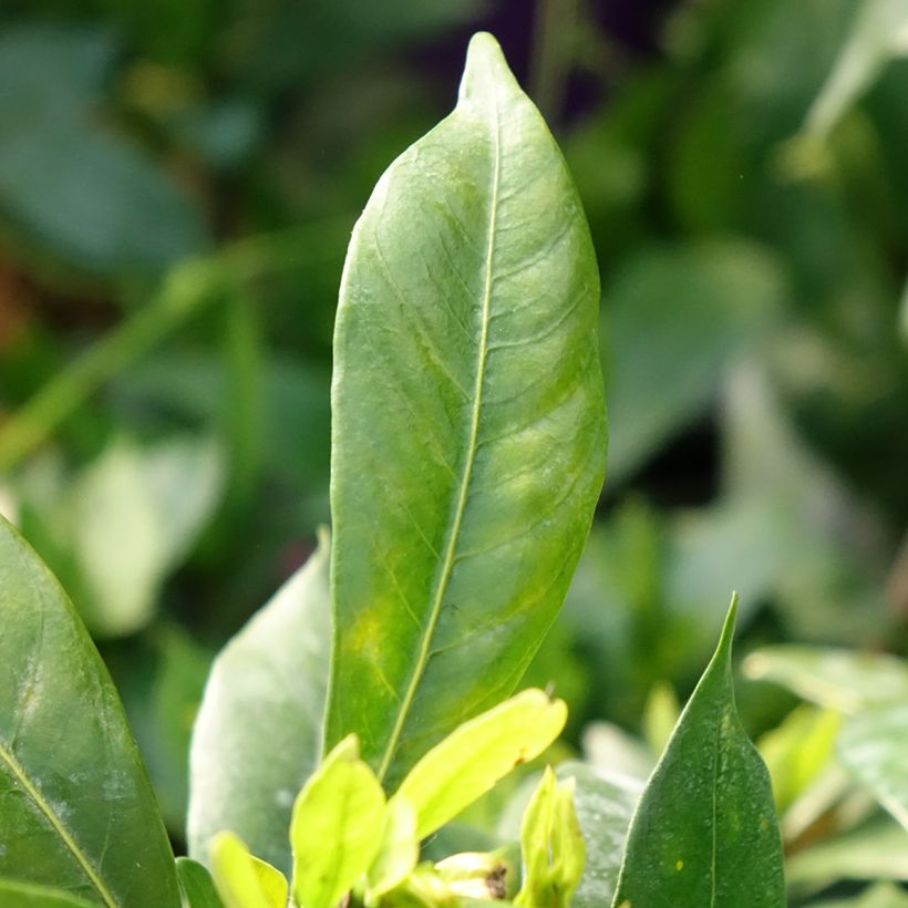 Gardénia jasminoides Celestial Star (Folhagem)