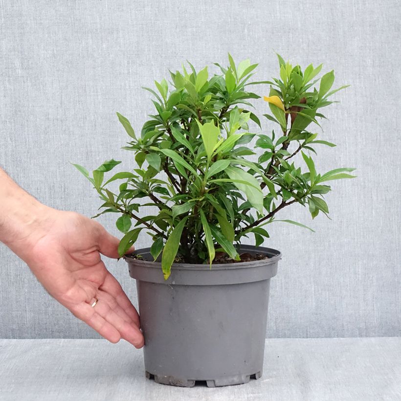 Amostra de Gardénia jasminoides Celestial Star Vaso de 3 L/4 L tal como entregue no verão