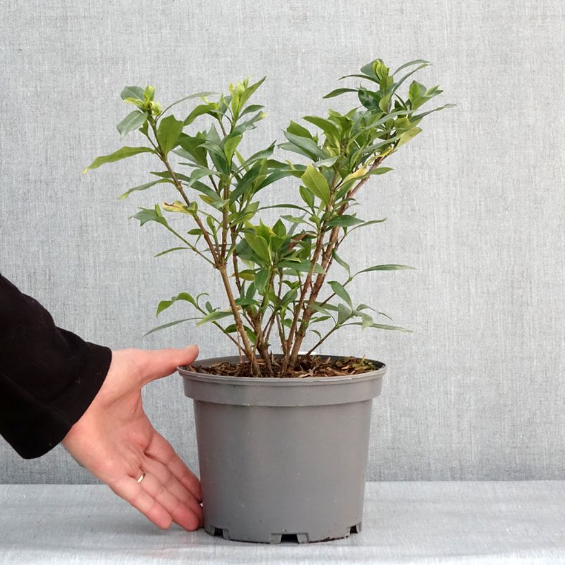 Amostra de Gardénia jasminoides Celestial Star Vaso de 3 L/4 L tal como entregue no inverno