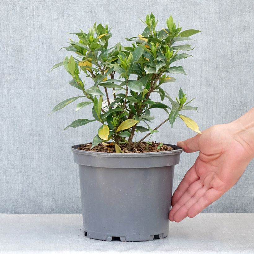 Amostra de Gardénia jasminoides Celestial Star Vaso de 3 L/4 L tal como entregue na primavera
