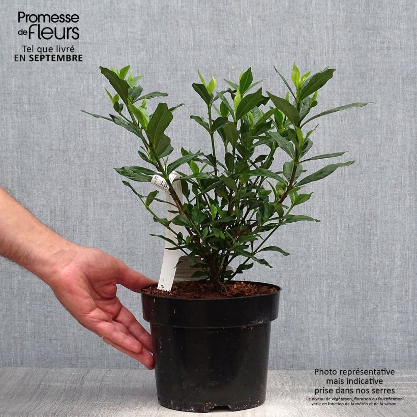 Amostra de Gardénia jasminoides Double Mint Vaso de 2 L/3 L tal como entregue no outono