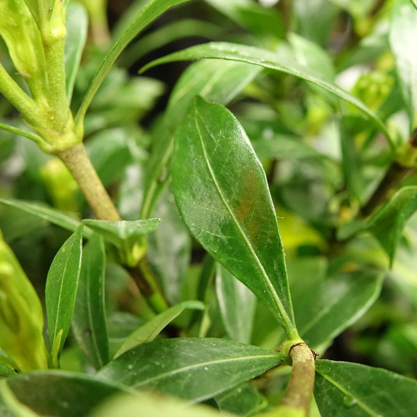 Gardénia jasminoides Sweetheart (Folhagem)