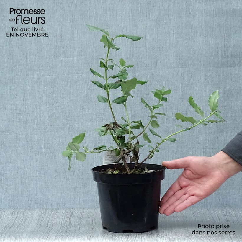 Amostra de Garrya elliptica - Garrya à feuilles elliptiques Vaso de 2 L/3 L tal como entregue no outono