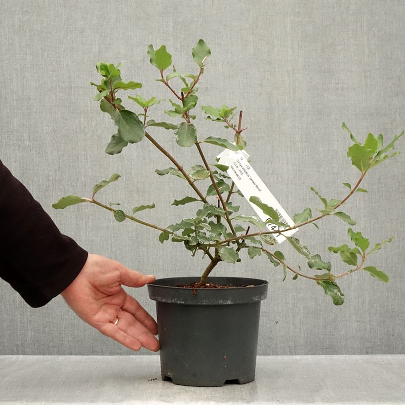 Amostra de Garrya elliptica James Roof Vaso de 2 L/3 L tal como entregue no outono