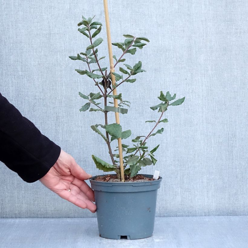 Amostra de Garrya elliptica James Roof Vaso de 2 L/3 L tal como entregue no inverno