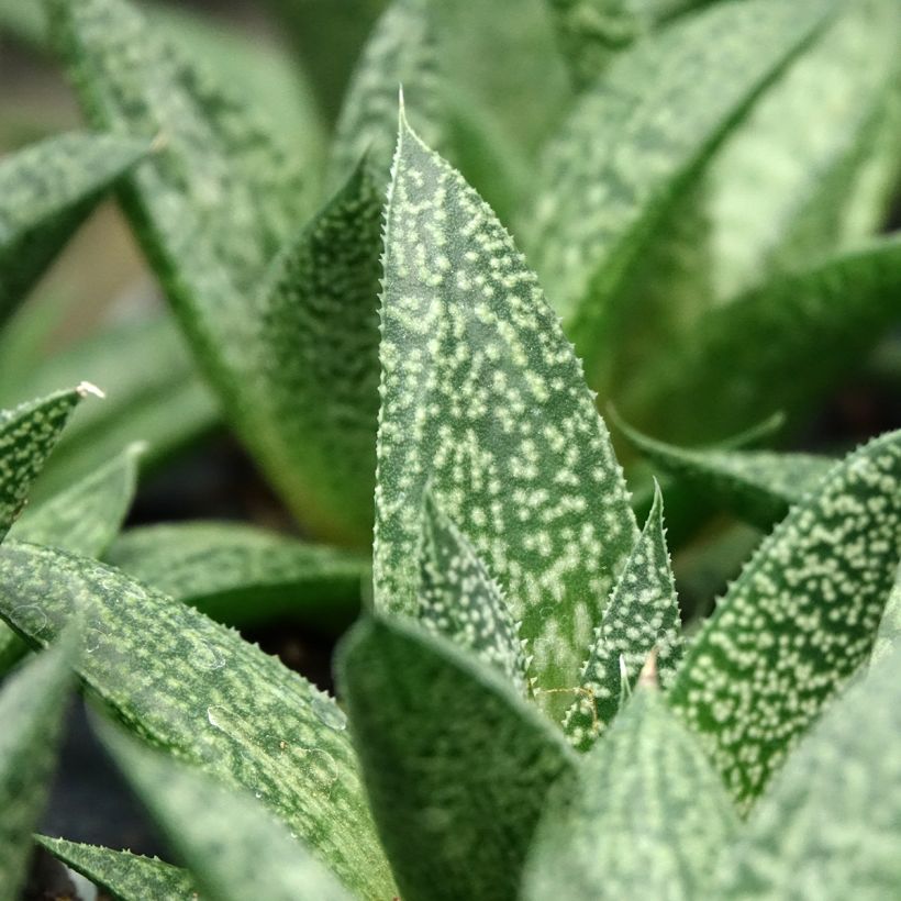Gasteria D. Delta (Folhagem)