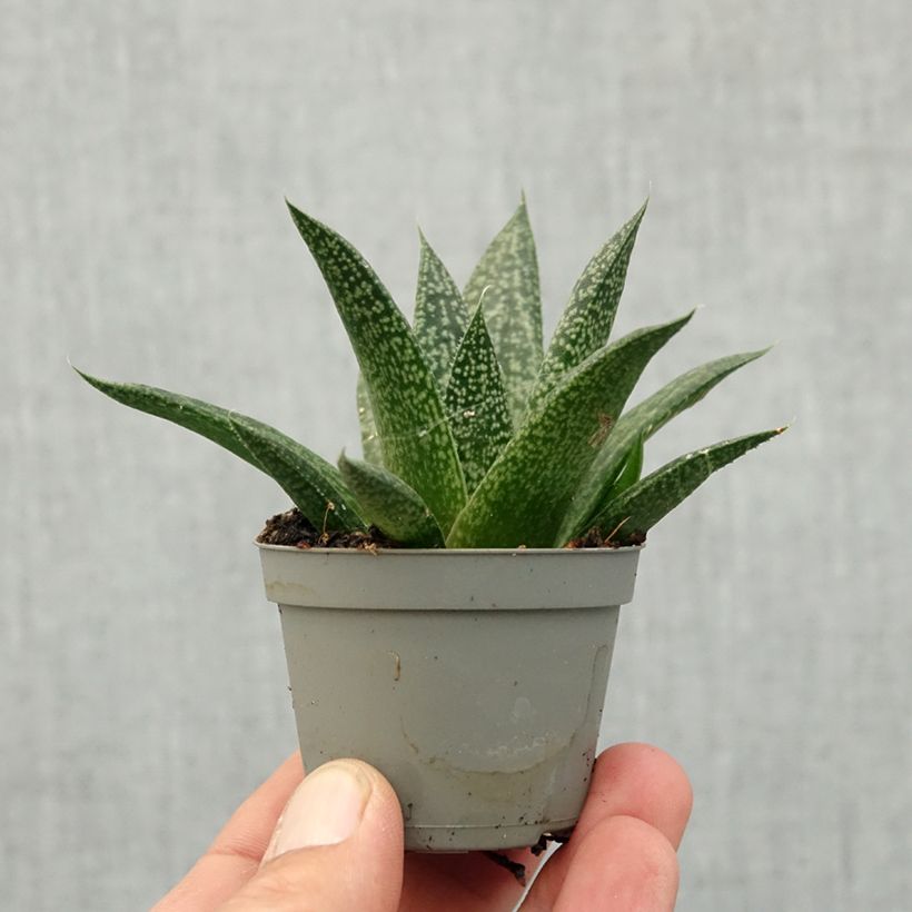 Amostra de Gasteria D. Delta Miniplanta tal como entregue na primavera