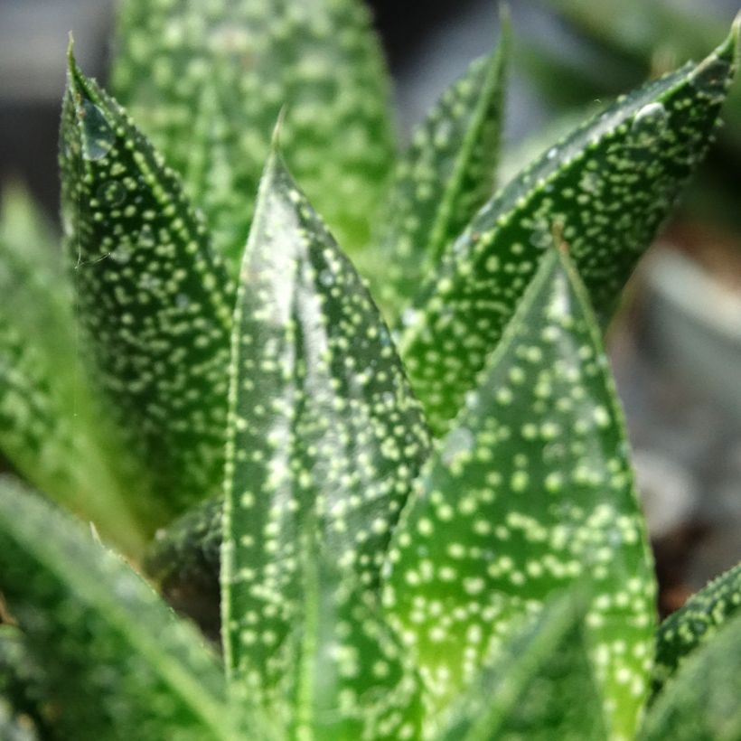 Gasteria D. Due (Folhagem)
