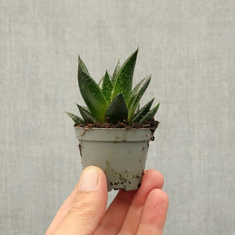 Amostra de Gasteria D. Due Miniplanta tal como entregue na primavera
