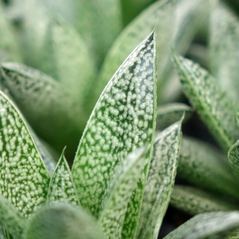 Gasteria D. Nella (Folhagem)