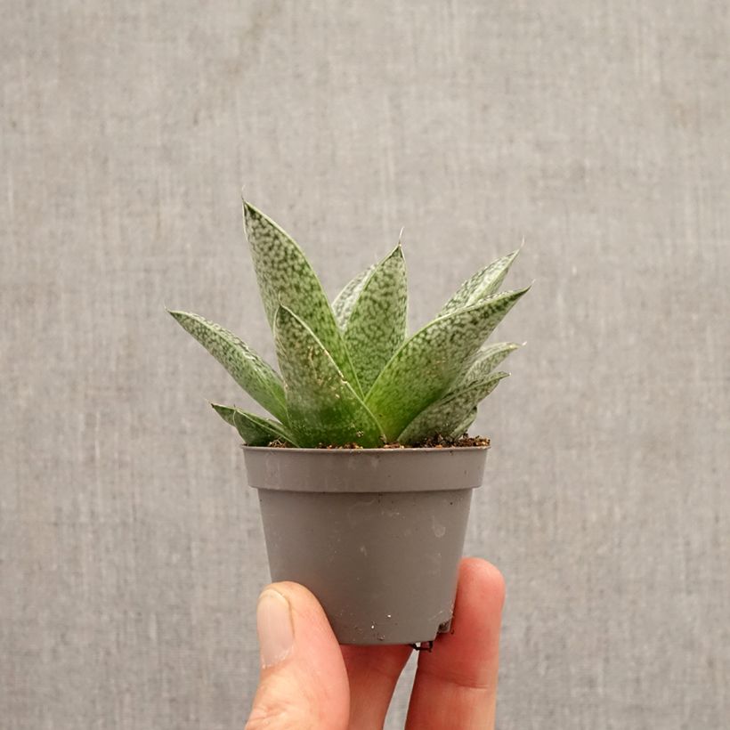 Amostra de Gasteria D. Nella Miniplanta tal como entregue na primavera