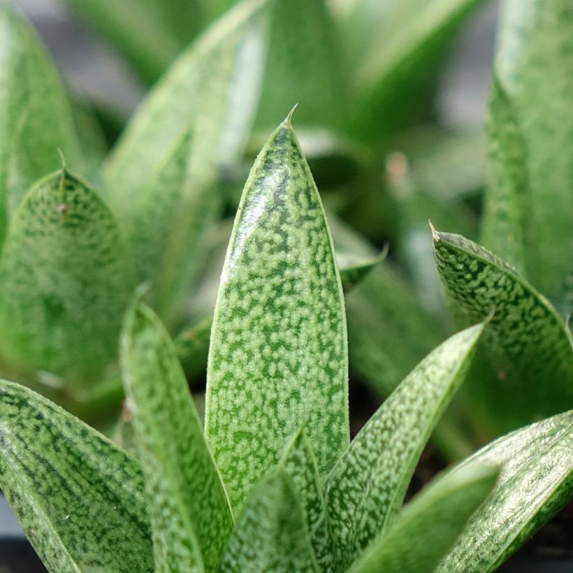 Gasteria D. Tiga (Folhagem)