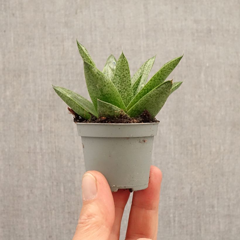 Amostra de Gasteria D. Tiga Miniplanta tal como entregue na primavera