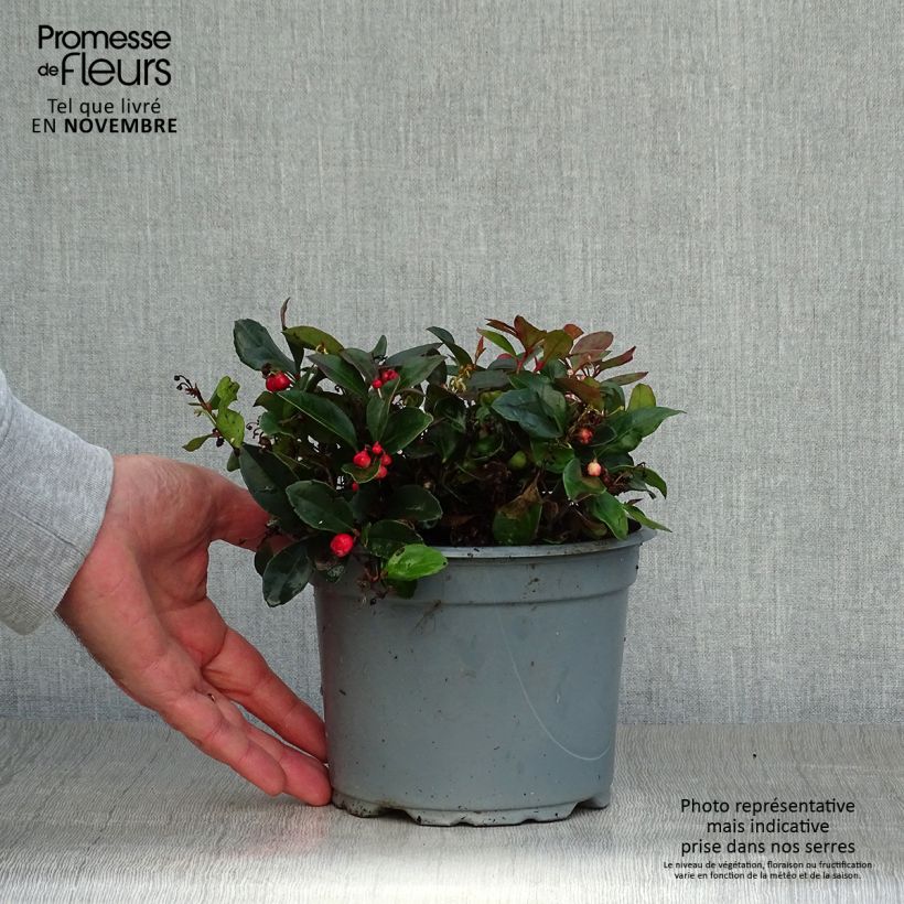 Amostra de Gaultheria procumbens Vaso de 2 L/3 L tal como entregue no outono