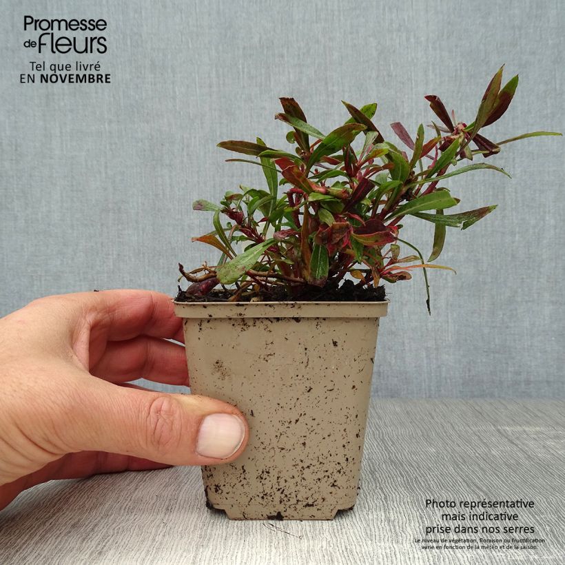 Amostra de Gaura lindheimeri Crimson Butterfly Vaso de 8/9 cm tal como entregue no outono