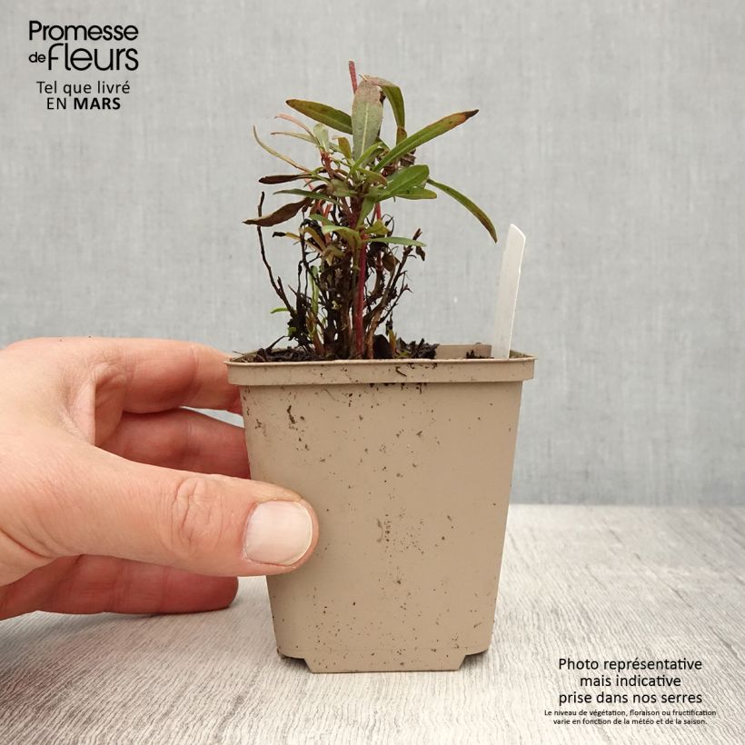 Amostra de Gaura lindheimeri Crimson Butterfly Vaso de 8/9 cm tal como entregue na primavera