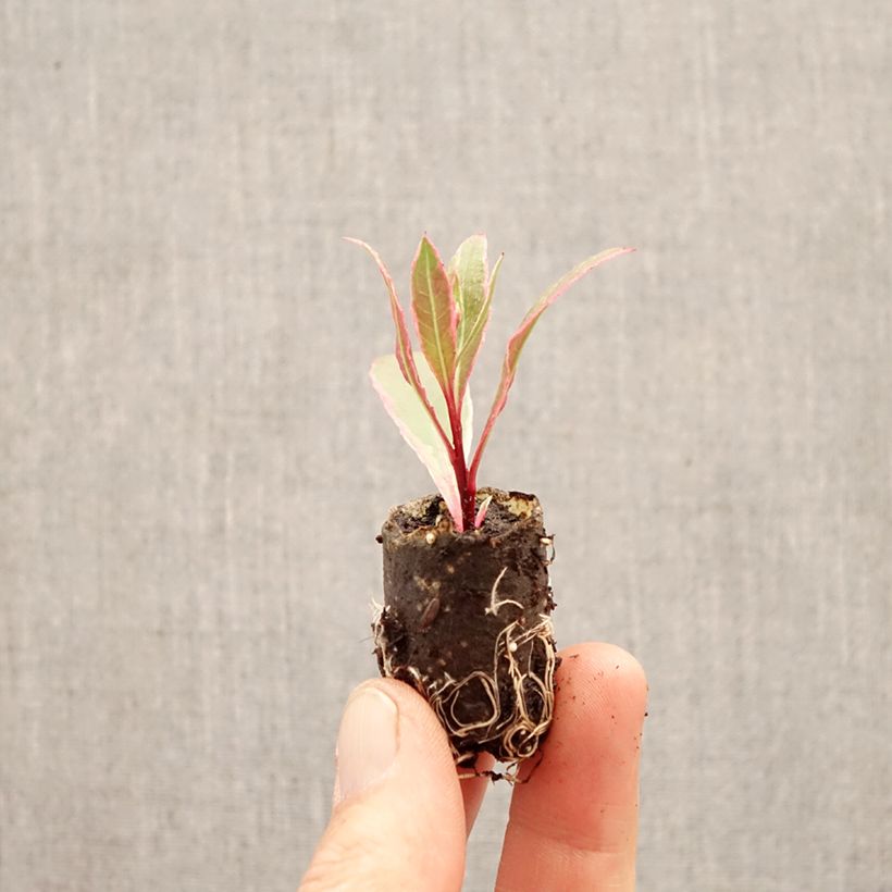 Amostra de Gaura lindheimeri Viva Nova Mini-torrão Ø 3/4 cm tal como entregue na primavera