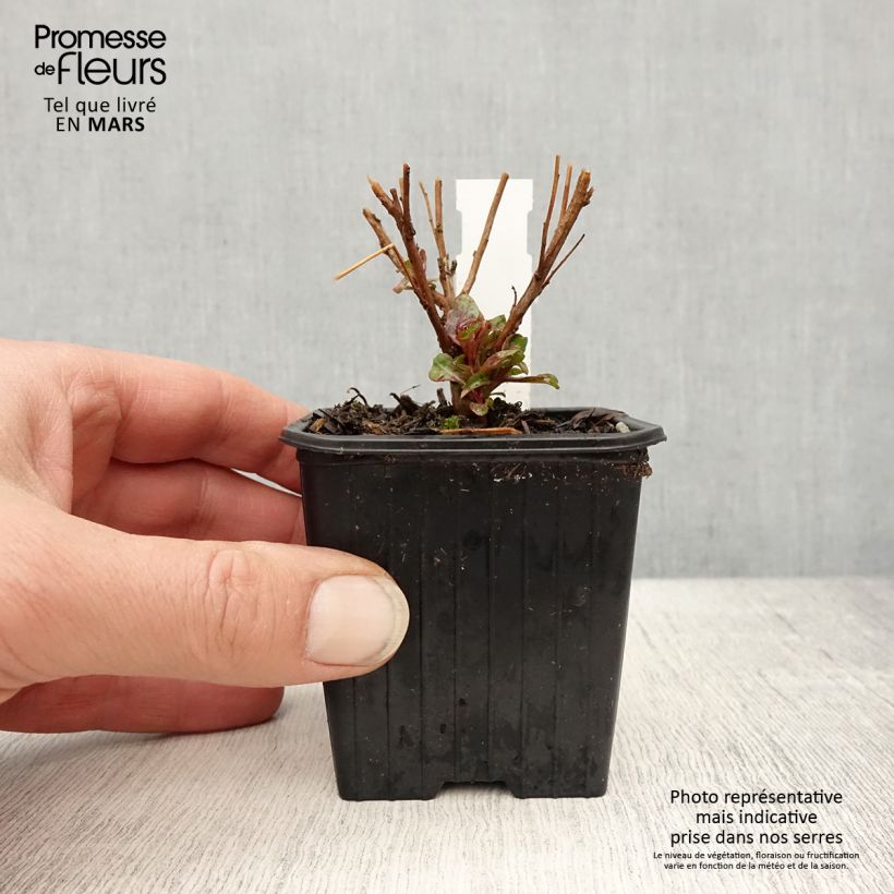 Amostra de Gaura lindheimeri Baby Butterfly Dark Pink Vaso de 8/9 cm tal como entregue na primavera