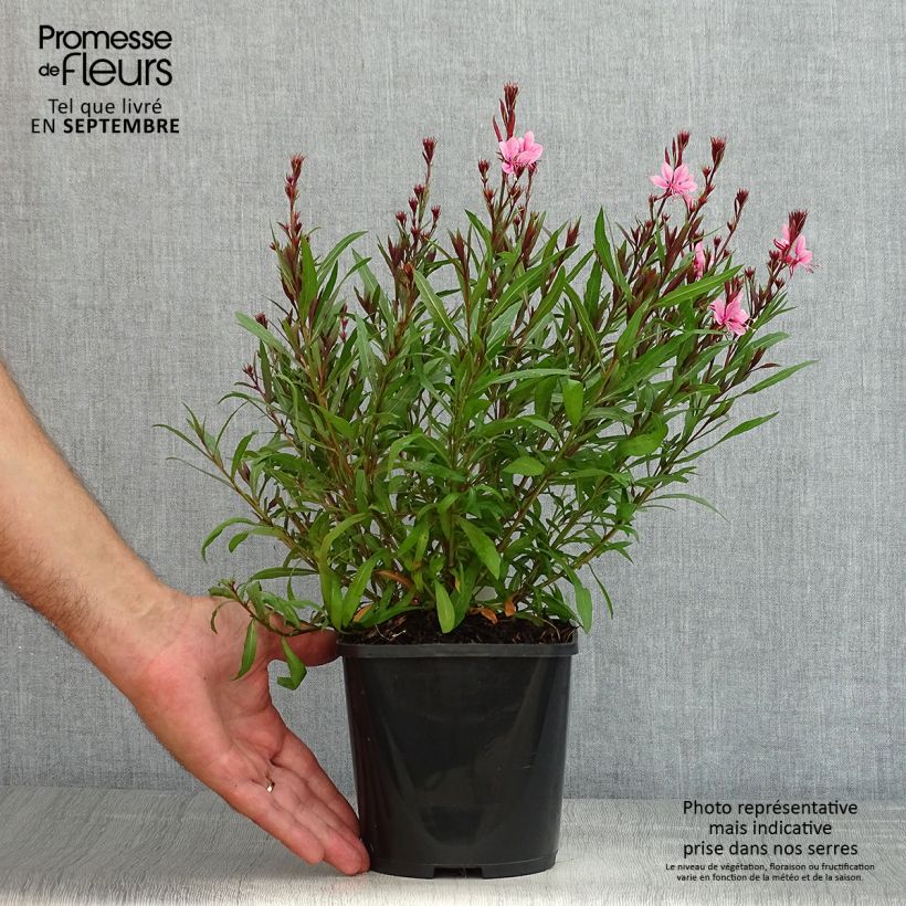 Amostra de Gaura lindheimeri Baby Butterfly Dark Pink Vaso de 2 L/3 L tal como entregue no verão