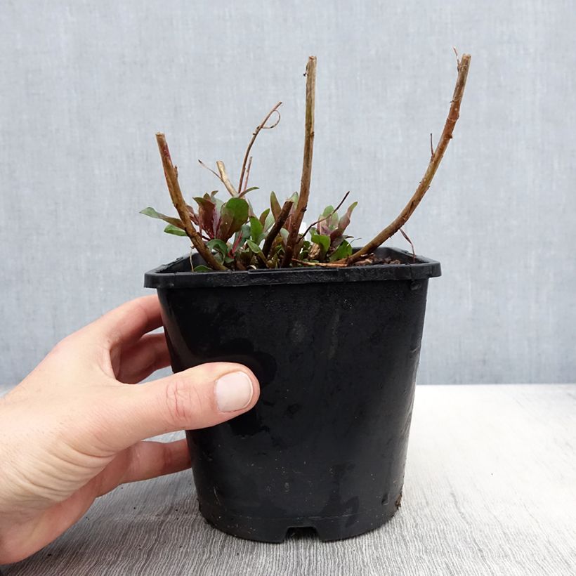 Amostra de Gaura lindheimeri Baby Butterfly Dark Pink Vaso de 2 L/3 L tal como entregue na primavera