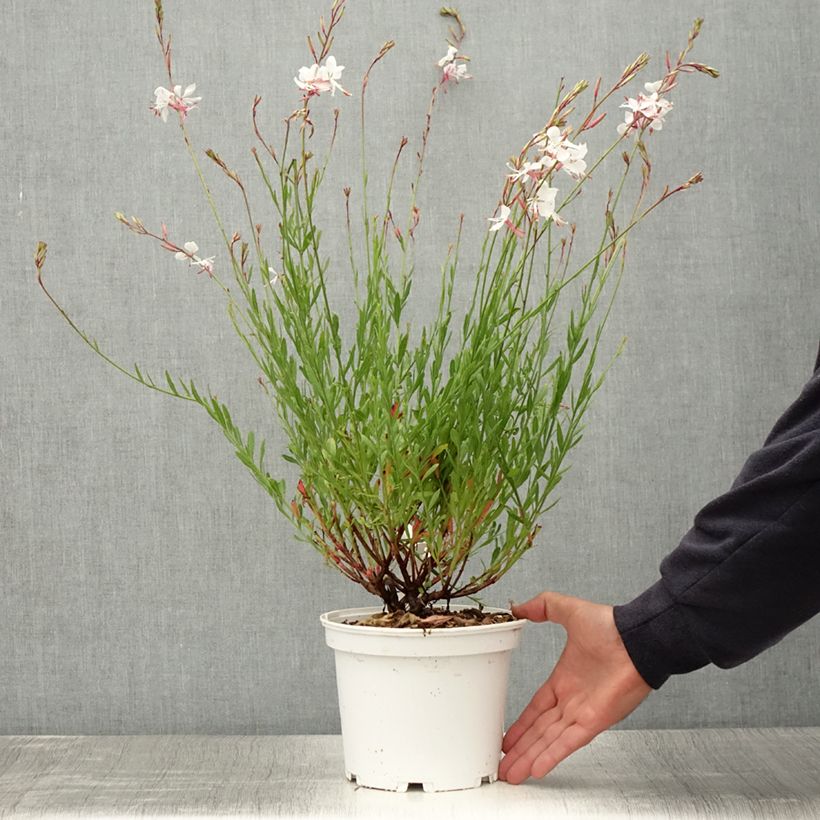 Amostra de Gaura lindheimeri Branca Vaso de 2 L/3 L tal como entregue no verão
