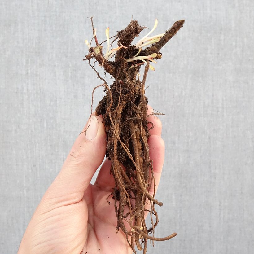Amostra de Gaura lindheimeri Branca Raízes nuas tal como entregue no inverno
