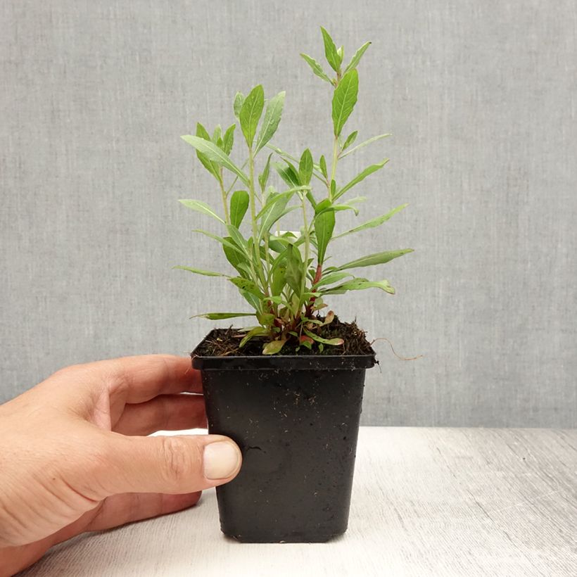 Amostra de Gaura lindheimeri Snowstorm Vaso de 8/9 cm tal como entregue no verão