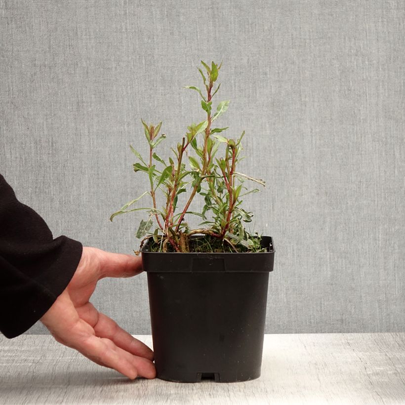 Amostra de Gaura lindheimeri Snowstorm Vaso de 2 L/3 L tal como entregue na primavera