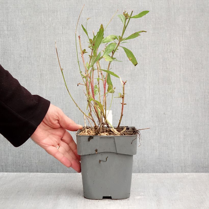 Amostra de Gaura lindheimeri Snowstorm Vaso de 2 L/3 L tal como entregue no outono