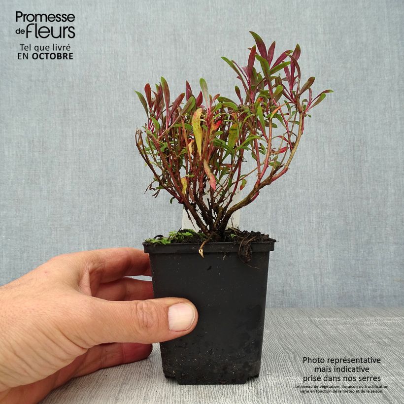 Amostra de Gaura lindheimeri Blaze Vaso de 8/9 cm tal como entregue no outono