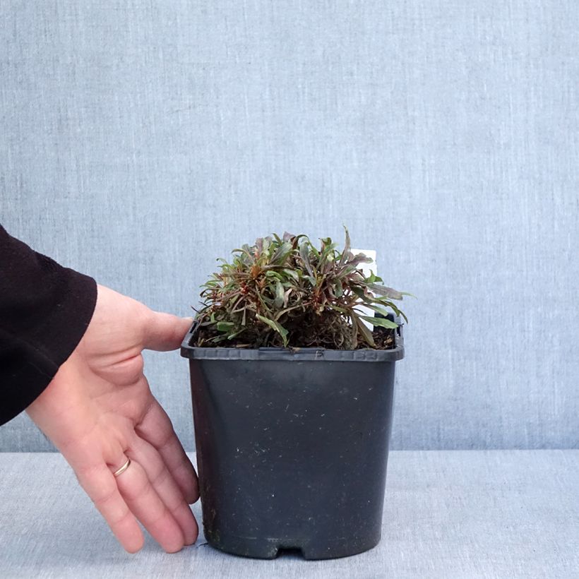 Amostra de Gaura lindheimeri Blaze Vaso de 2 L/3 L tal como entregue no inverno