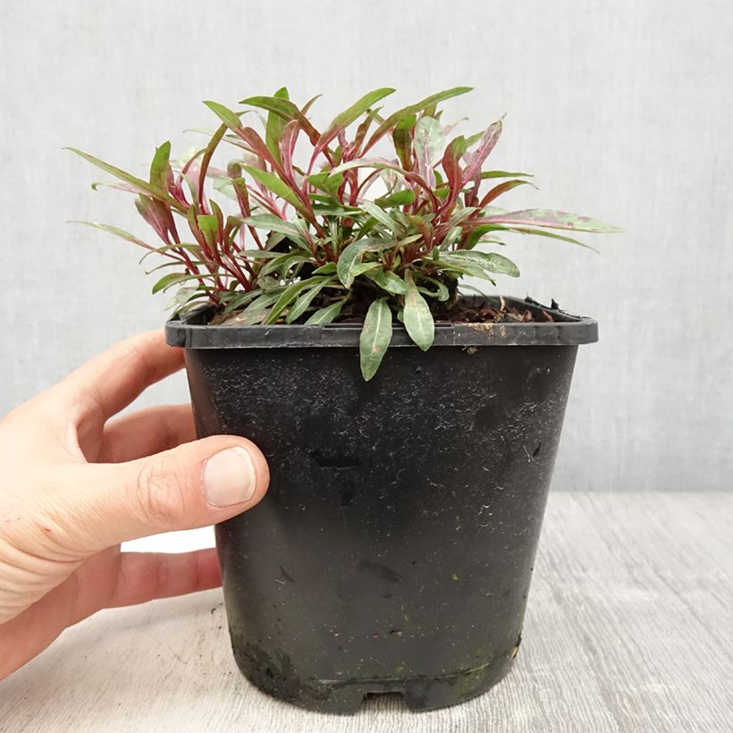 Amostra de Gaura lindheimeri Blaze Vaso de 2 L/3 L tal como entregue na primavera