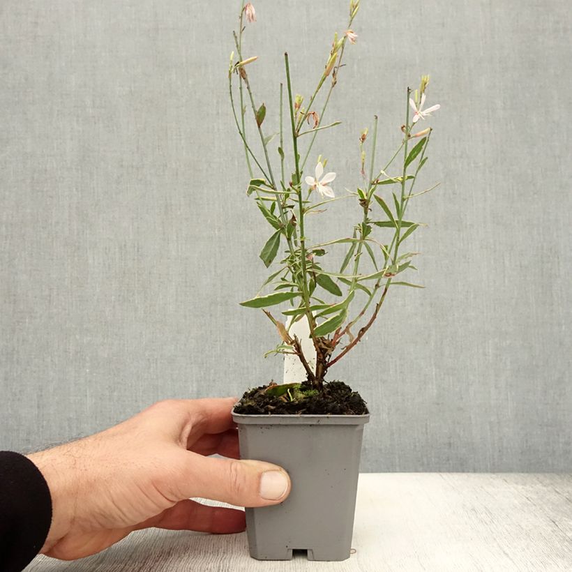 Amostra de Gaura lindheimeri Corries Gold Vaso de 8/9 cm tal como entregue no outono