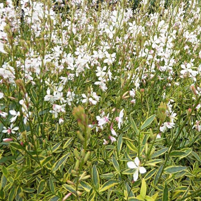 Gaura lindheimeri Corries Gold (Floração)