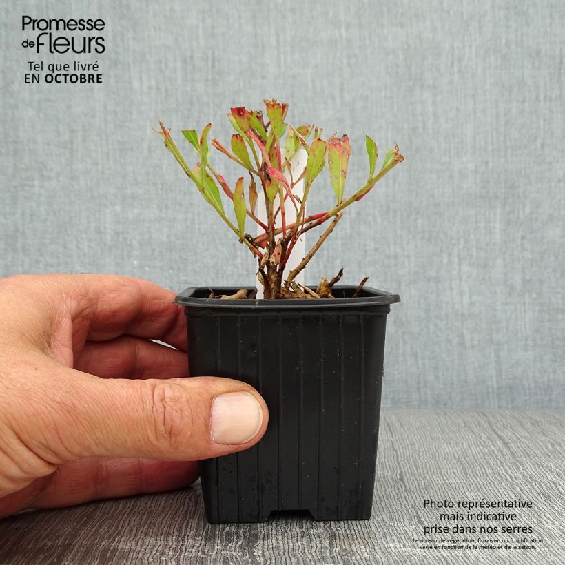Amostra de Gaura lindheimeri Freefolk Rosy Vaso de 8/9 cm tal como entregue no outono