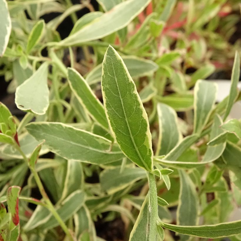 Gaura lindheimeri Freefolk Rosy (Folhagem)