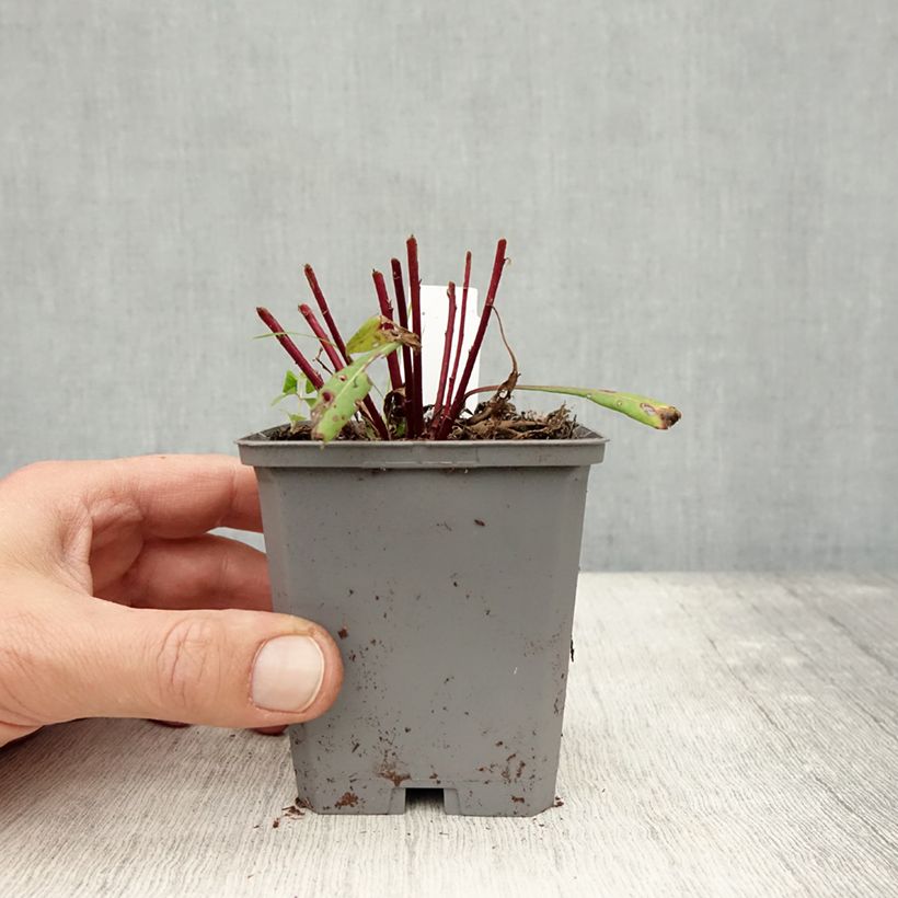 Amostra de Gaura lindheimeri Siskiyou Pink Vaso de 8/9 cm tal como entregue no outono